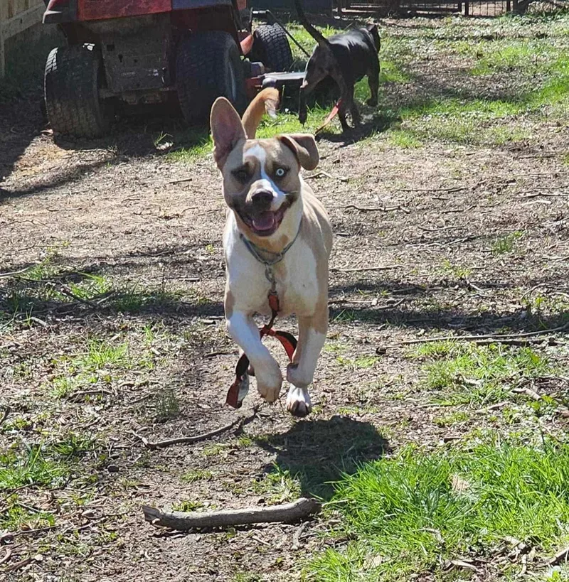 Meatball thumbnail 6