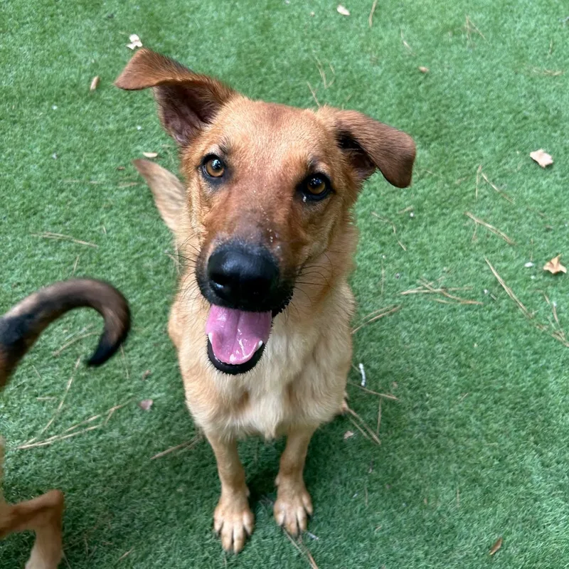 An adult medium-sized female Golden German Shepherd Dog dog named Baby for adoption in Magnolia, TX