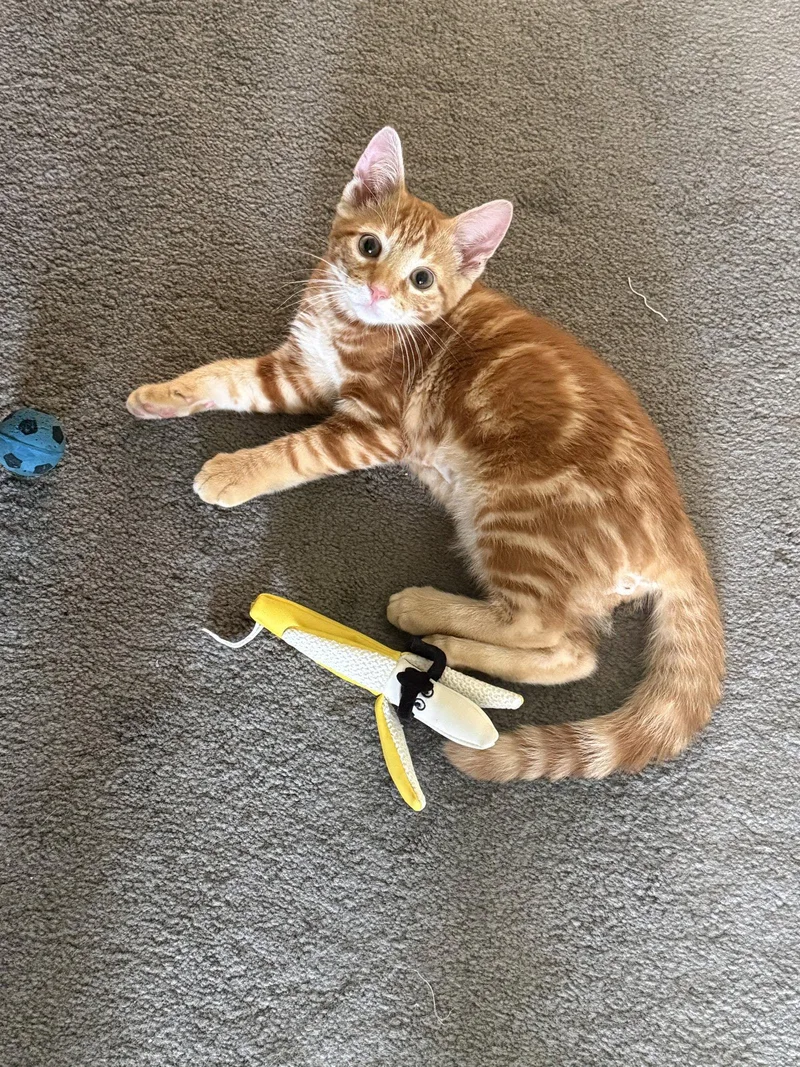A baby medium-sized male Orange / Red Domestic Short Hair cat named Louis for adoption in Stewartsville, NJ