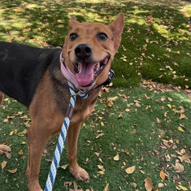 A senior small-sized female Yellow / Tan / Blond / Fawn Terrier dog named Soleil for adoption in Lauderhill, FL
