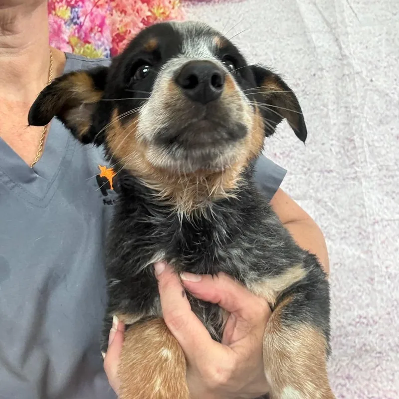 A baby medium-sized male White / Cream Australian Cattle Dog / Blue Heeler dog named Brooks for adoption in Normal, IL