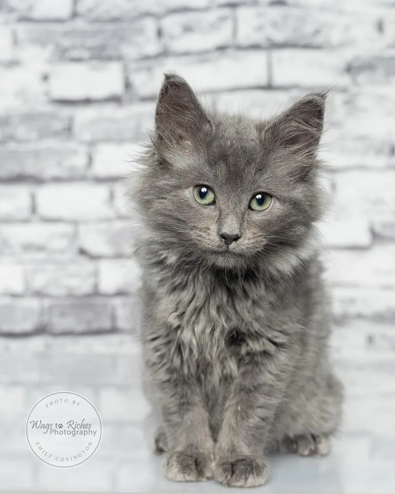 A baby medium-sized male Gray / Blue / Silver Russian Blue cat named Wallace for adoption in Tuscaloosa, AL