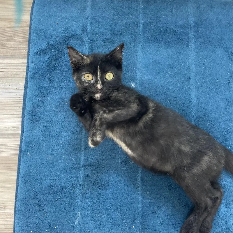 A baby small-sized female Tortoiseshell Domestic Short Hair cat named Mystic for adoption in Springfield, IL