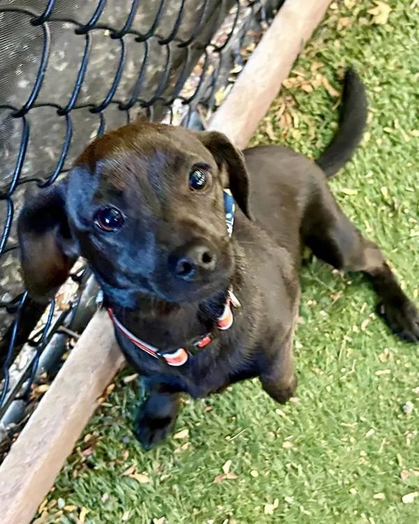 A young small-sized male Chihuahua dog named Trooper for adoption in Novato, CA