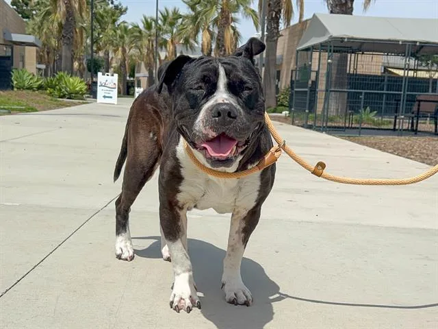An adult large-sized female Pit Bull Terrier dog named Boba for adoption in Tustin, CA