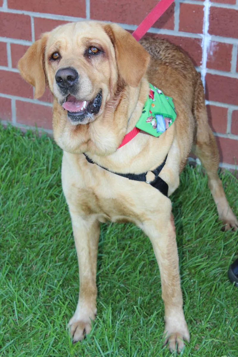 An adult large-sized female Yellow / Tan / Blond / Fawn Yellow Labrador Retriever dog named Ember for adoption in Burgaw, NC