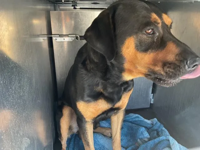 A young large-sized male Labrador Retriever dog named Hank for adoption in Ontario, CA