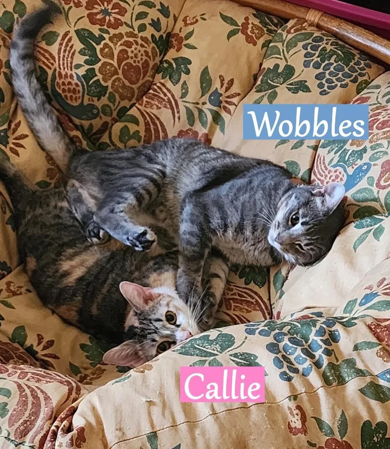 A young medium-sized male Domestic Short Hair cat named Wobbles for adoption in Hoover , AL