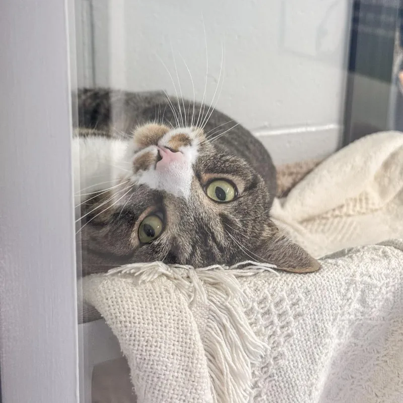 An adult large-sized male Brown / Chocolate Domestic Short Hair cat named Bear for adoption in Kennebunk, ME