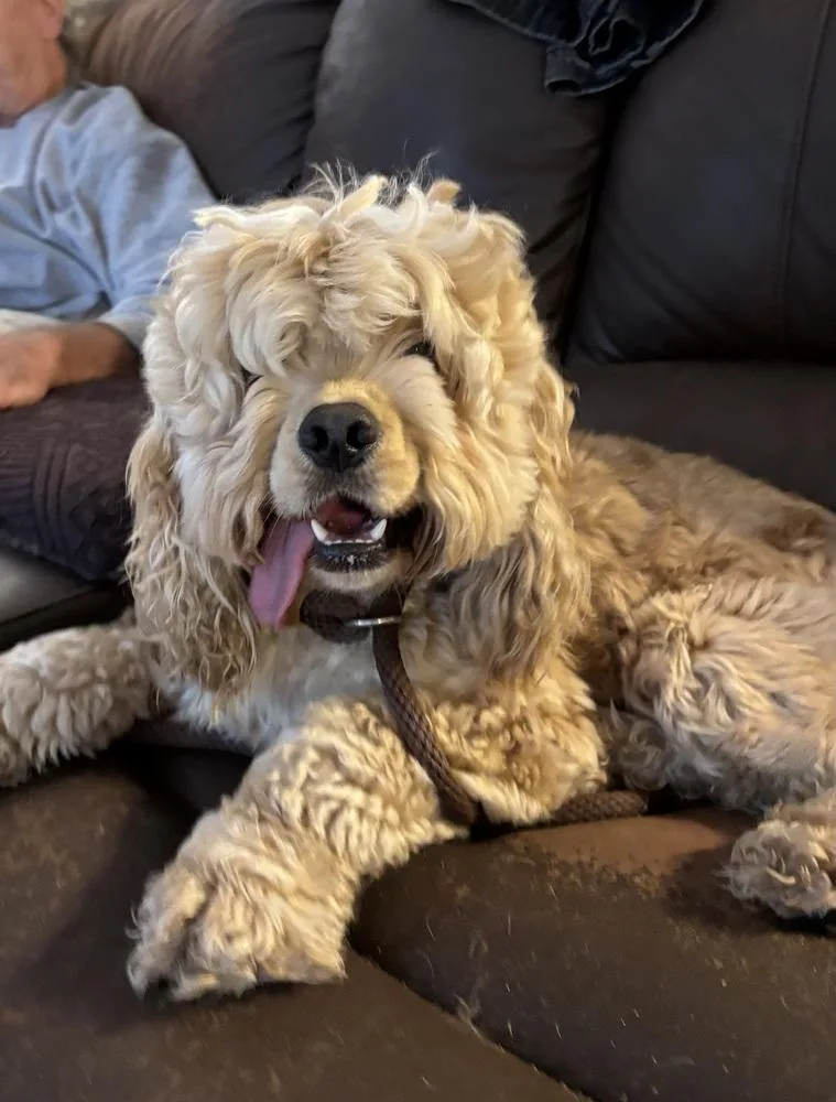 A young small-sized male Cockapoo dog named Biscuit for adoption in New Braunfels, TX