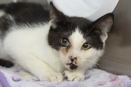 An adult medium-sized male Domestic Short Hair cat named b Joey for adoption in North Charleston, SC