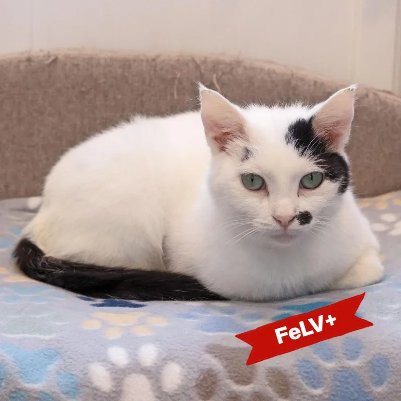 A young medium-sized female White Domestic Short Hair cat named Aniela for adoption in McKean, PA
