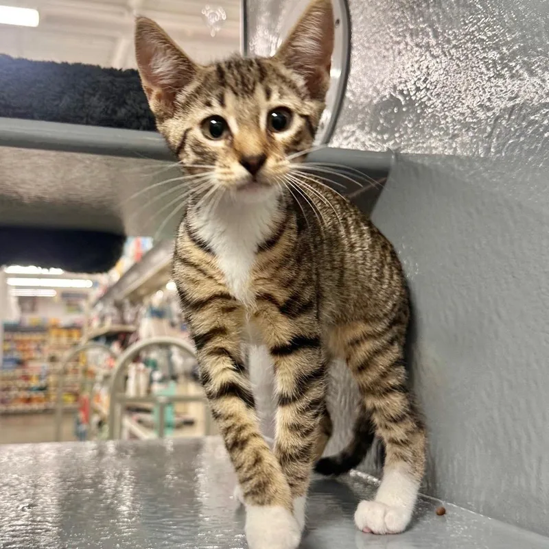 A baby medium-sized female Tabby (Tiger Striped) Domestic Short Hair cat named Moonstone for adoption in Wantagh, NY