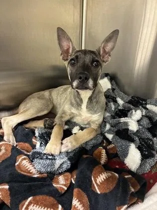 A baby small-sized male German Shepherd Dog dog named Roo for adoption in Westland, MI