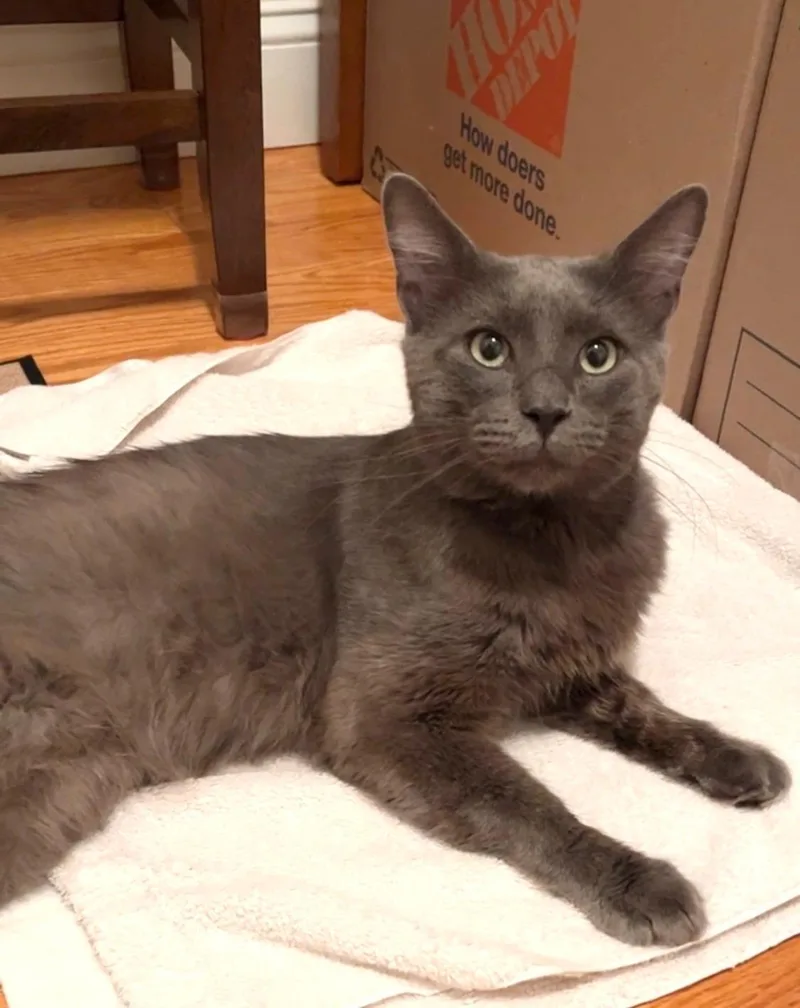 A young medium-sized male Gray / Blue / Silver Domestic Short Hair cat named Dishwasher for adoption in Worcester, MA