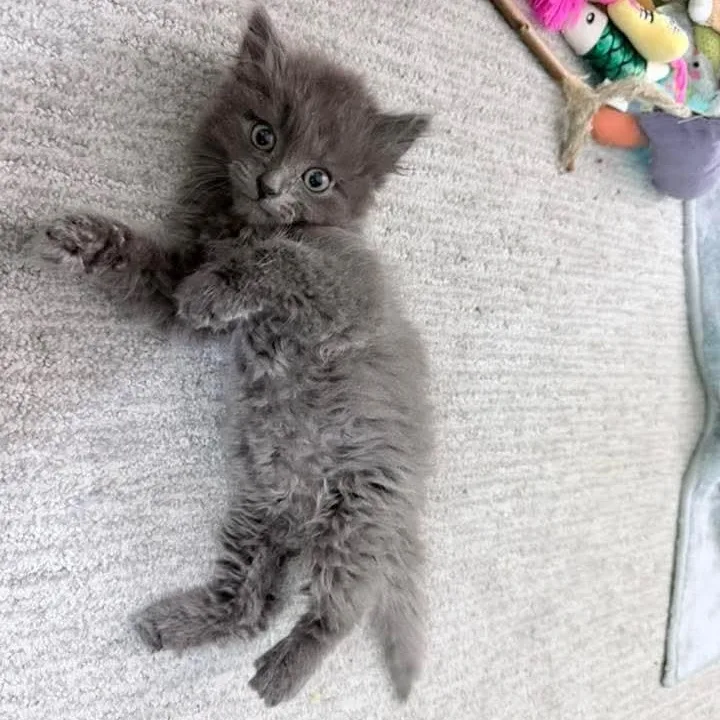 A baby medium-sized male Gray / Blue / Silver Russian Blue cat named Sweet Pea Male for adoption in Kentwood, MI