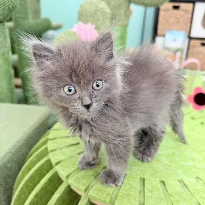 Sweet Pea Male thumbnail 4