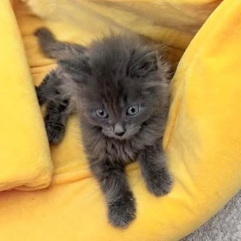 Sweet Pea Male thumbnail 5