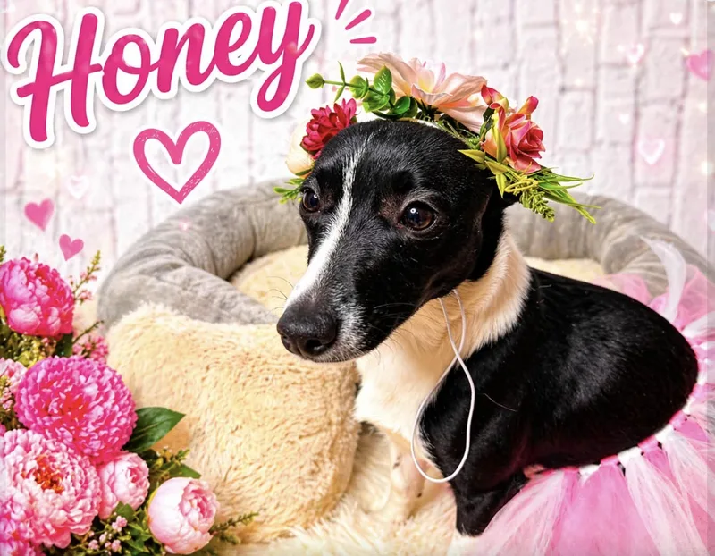 Honey thumbnail 3
