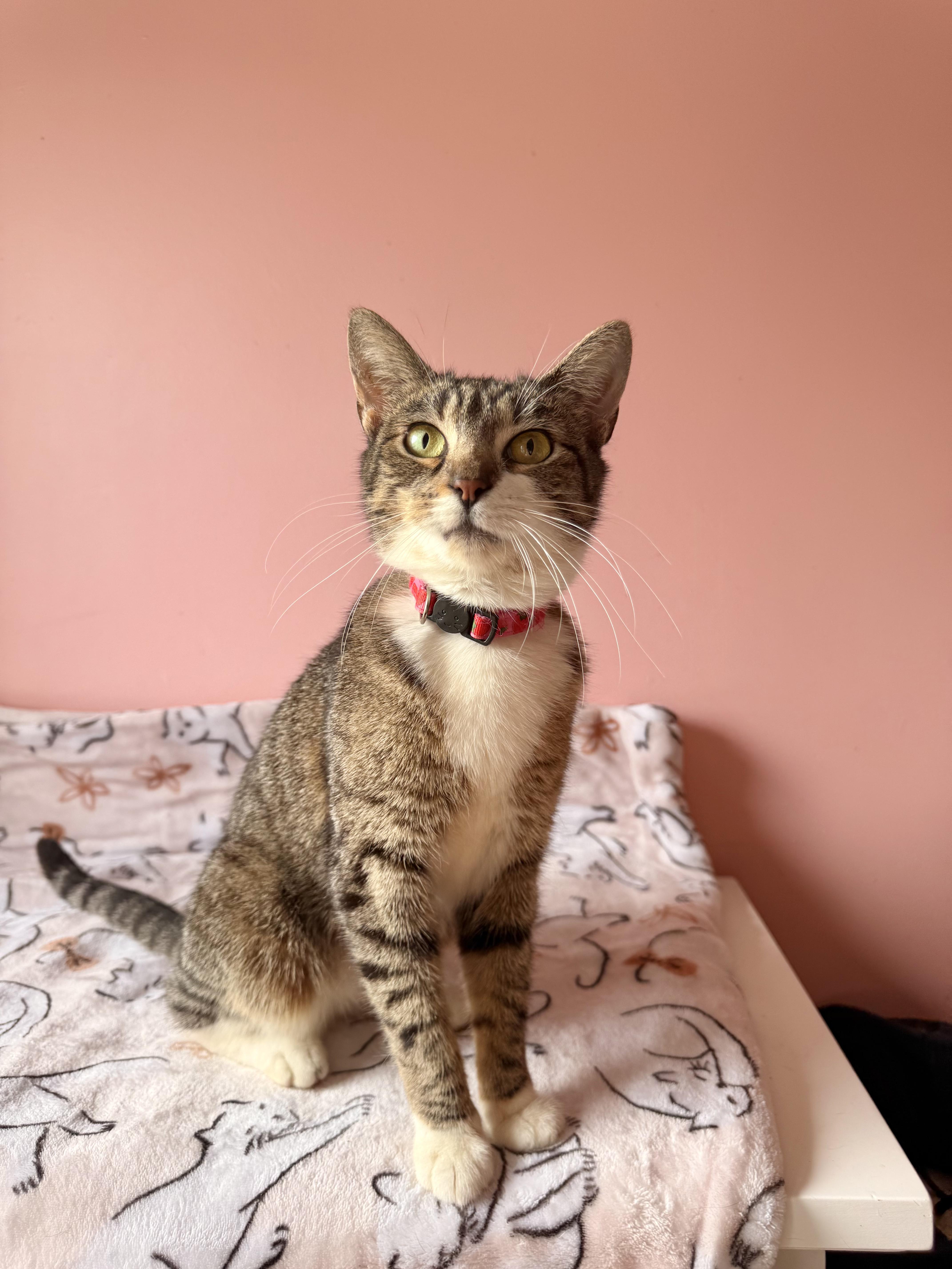 An adult medium-sized female Tabby (Brown / Chocolate) Tabby cat named Brie for adoption in New York, NY
