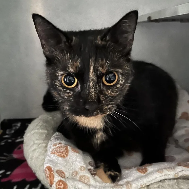 An adult small-sized female Tortoiseshell Domestic Short Hair cat named Saffron for adoption in Sarasota, FL