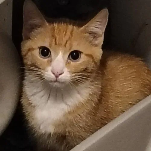 A baby small-sized female Tabby (Orange / Red) Domestic Short Hair cat named Nancy Drew for adoption in Knoxville, TN