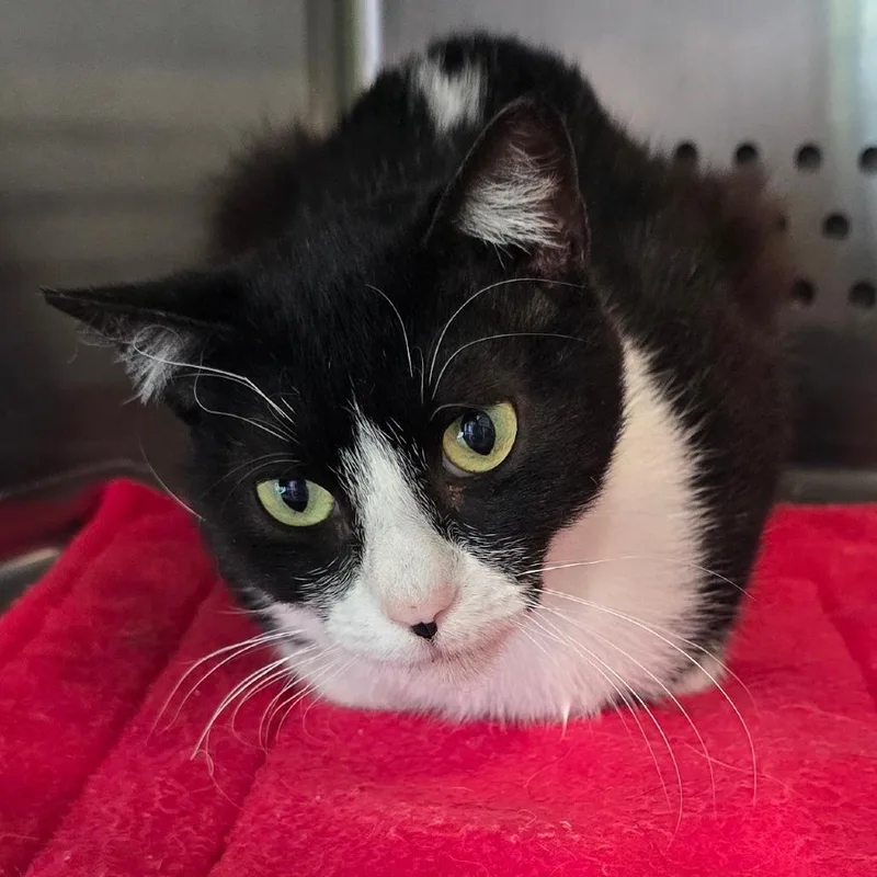 A young medium-sized male Black Domestic Short Hair cat named Sylvester for adoption in Washburn, MO