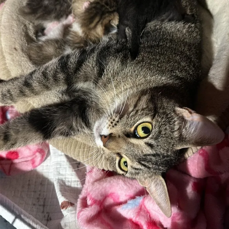 Penny
