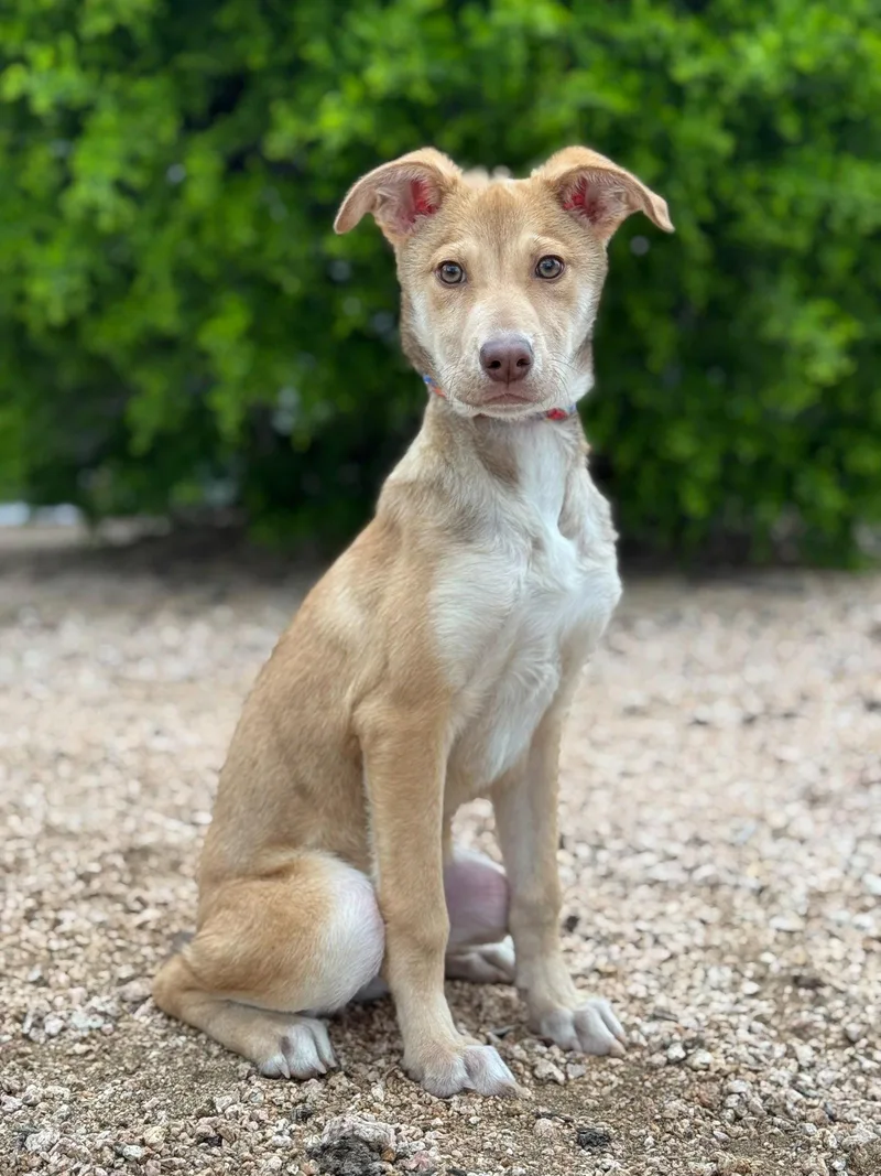 A young medium-sized female Shepherd dog named Genie for adoption in Helotes, TX