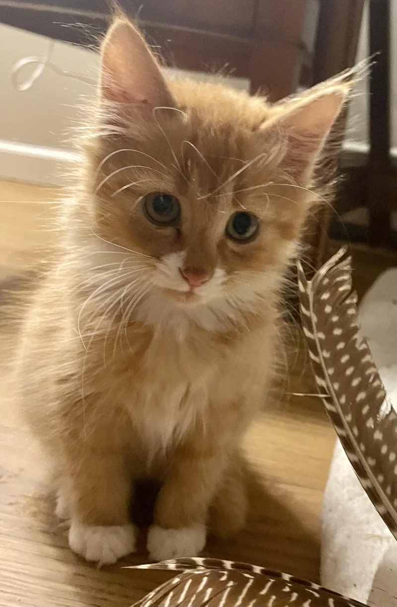 A baby medium-sized male Orange & White Domestic Short Hair cat named JJ and Rambo for adoption in Monson, MA