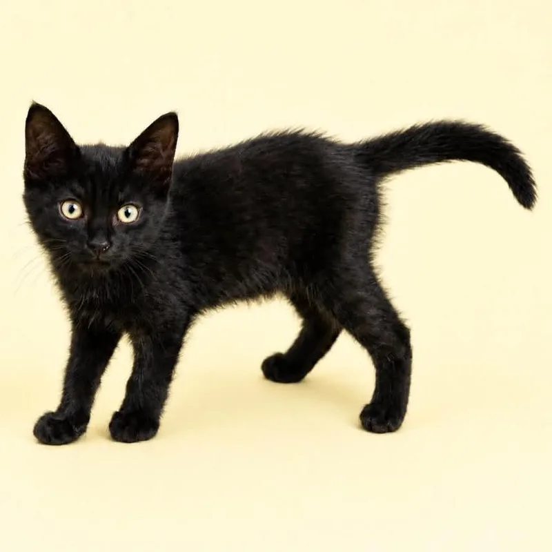 A baby small-sized male Black Domestic Short Hair cat named Tommy for adoption in Rocky Mount, VA