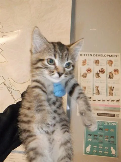 A baby small-sized male Domestic Short Hair cat named A for adoption in San Jose, CA