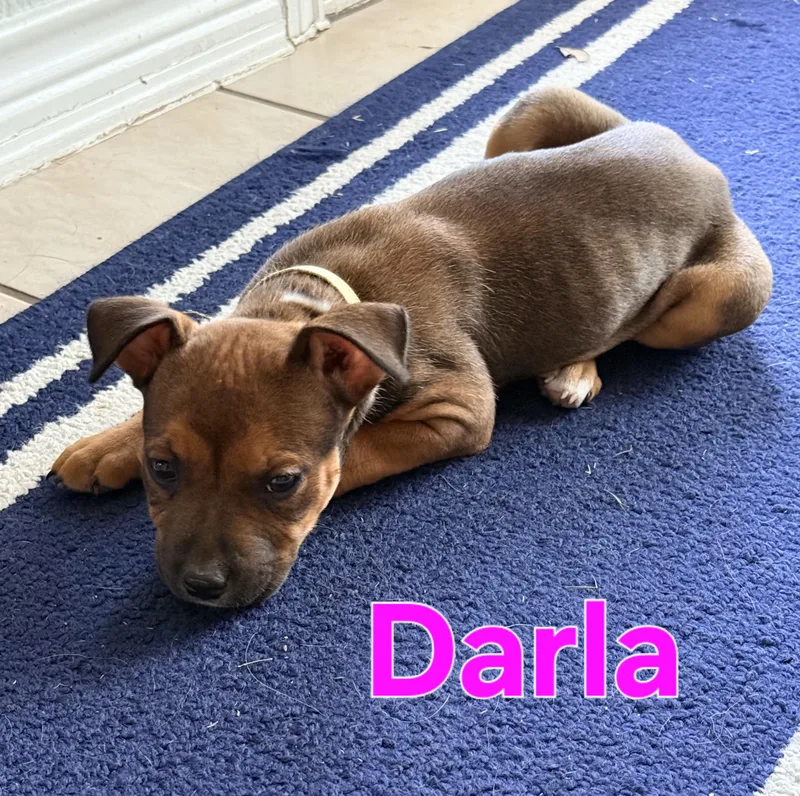 Darla
