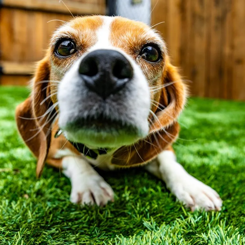 A senior small-sized female Brown / Chocolate Beagle dog named Maple for adoption in Naperville, IL