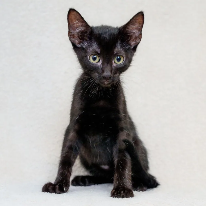A baby small-sized male Black Domestic Short Hair cat named Rocket for adoption in Sunnyvale, CA