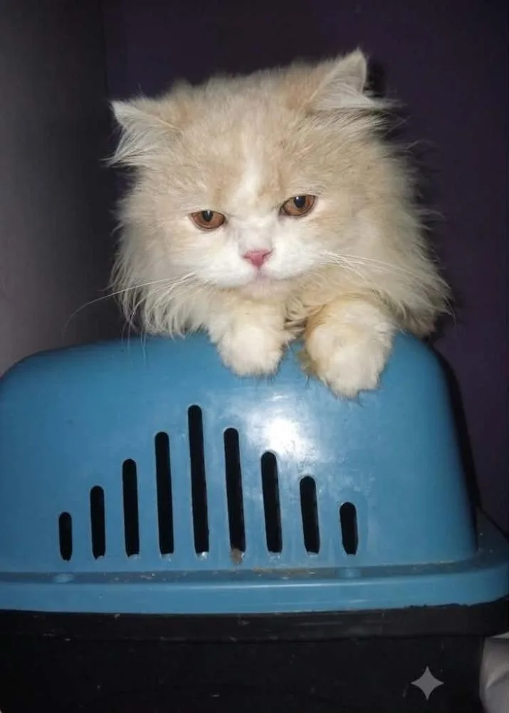 A young small-sized male Persian cat named Loka for adoption in WOLCOTT, CT