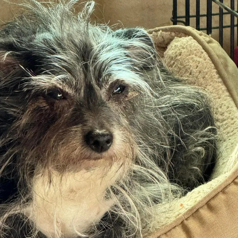 Kakashi East thumbnail 2