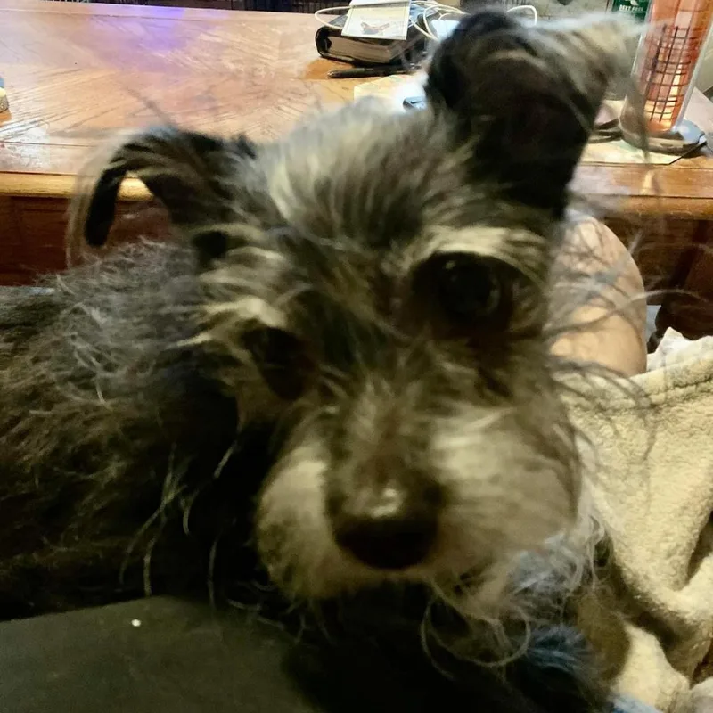 Kakashi East thumbnail 3