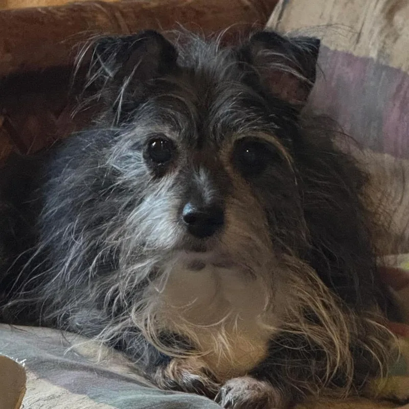 Kakashi East thumbnail 4