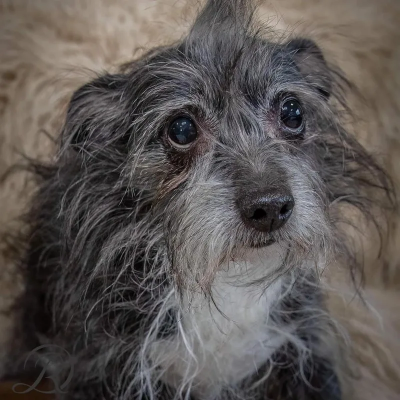 Kakashi East thumbnail 5