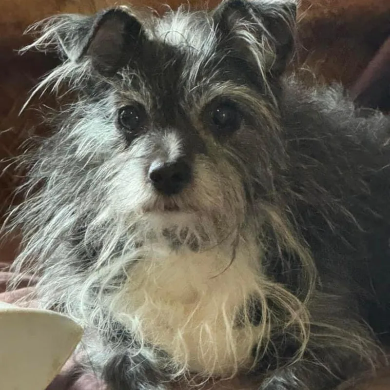 Kakashi East thumbnail 6