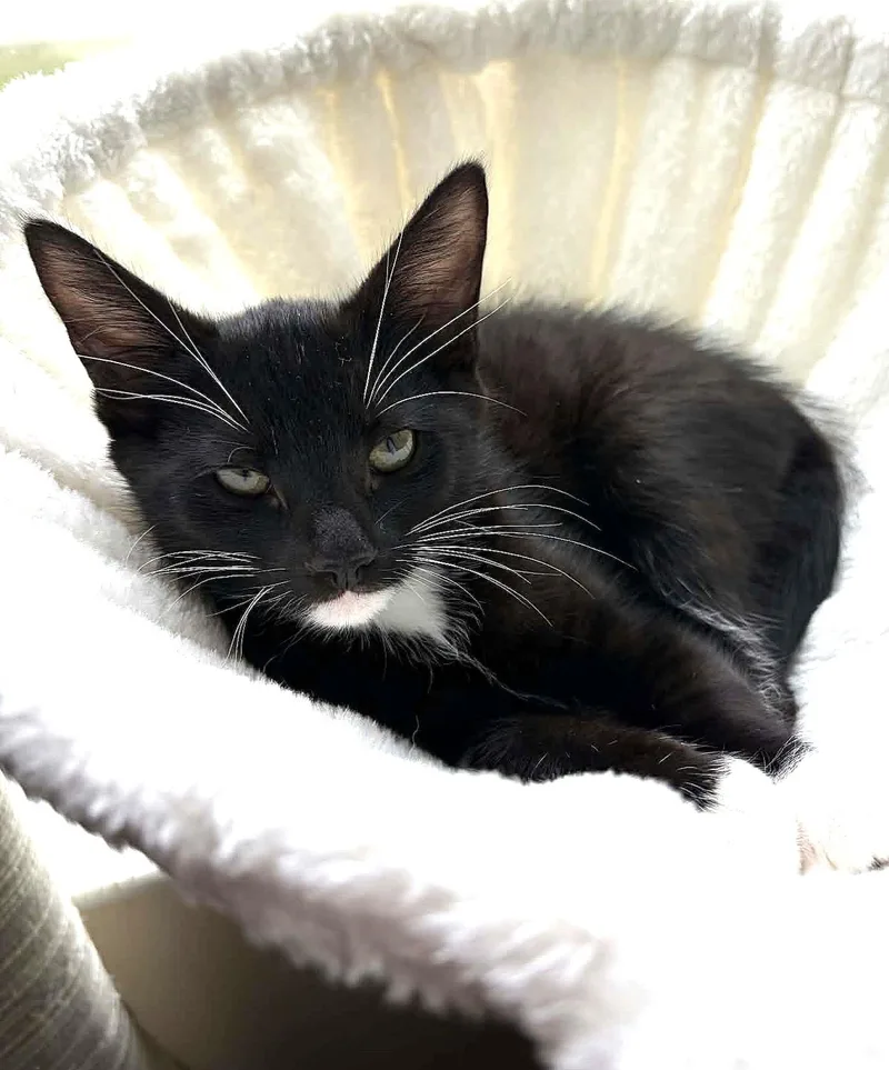 A baby medium-sized male Black & White / Tuxedo Domestic Short Hair cat named Bert for adoption in Greenville, NC