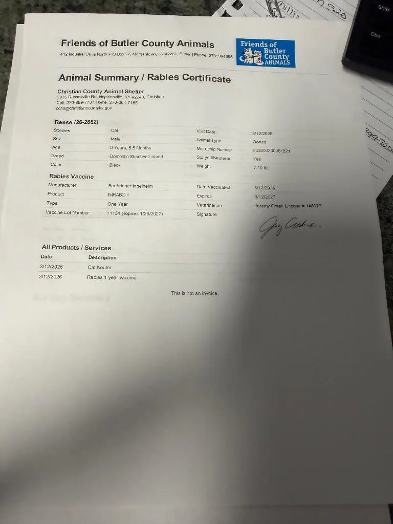 A baby medium-sized male Bombay cat named Reese for adoption in Hopkinsville, KY