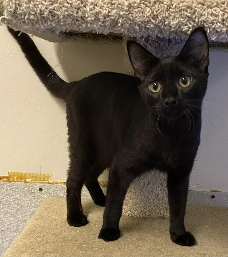 A baby medium-sized male Black Domestic Short Hair cat named Lowell for adoption in Los Angeles, CA
