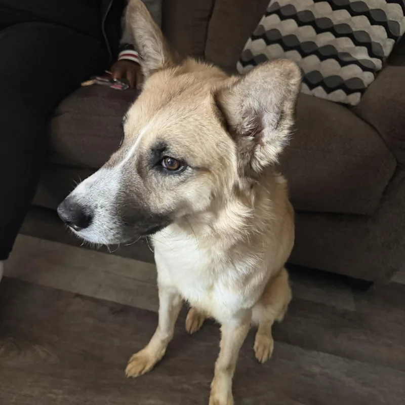 A young large-sized male Yellow / Tan / Blond / Fawn Shepherd dog named Koda for adoption in Philadelphia, PA