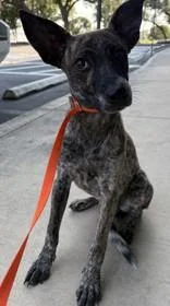 A young small-sized female Tricolor (Brown, Black, & White) Australian Cattle Dog / Blue Heeler dog named Staci for adoption in Windcrest, TX