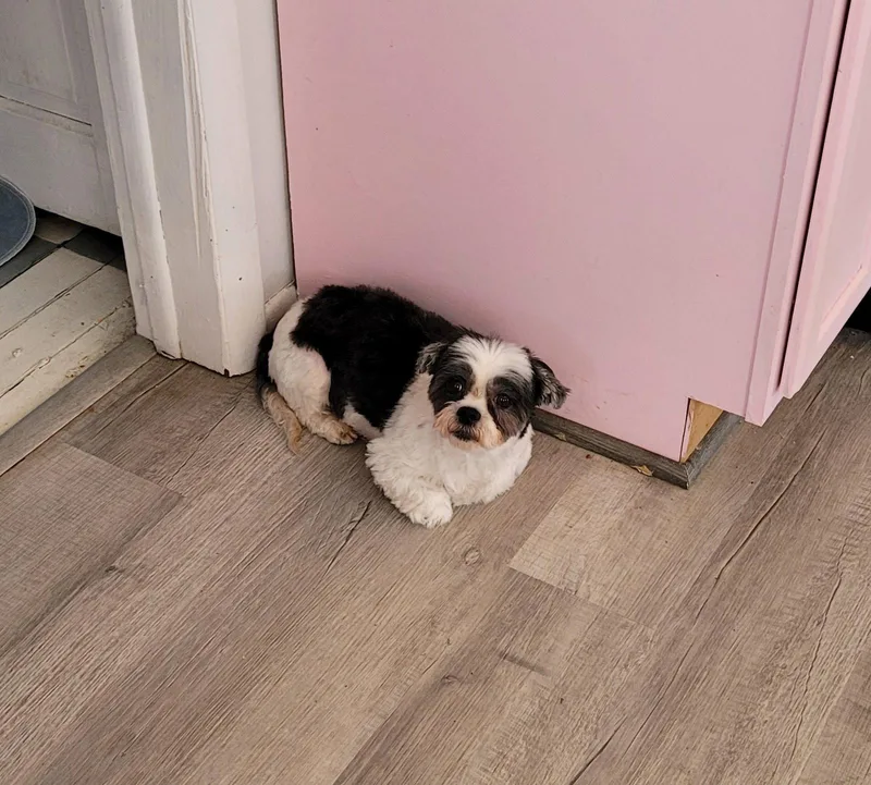 An adult small-sized female Shih Tzu dog named Zivaarr for adoption in Pataskala, OH