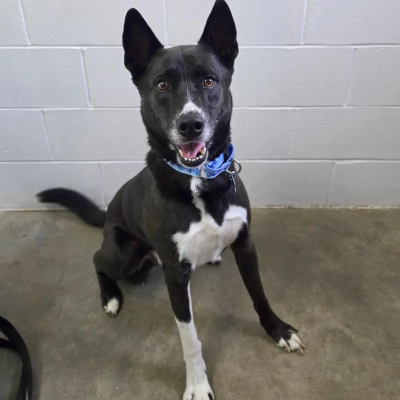An adult medium-sized male Husky dog named Midas for adoption in Owosso, MI