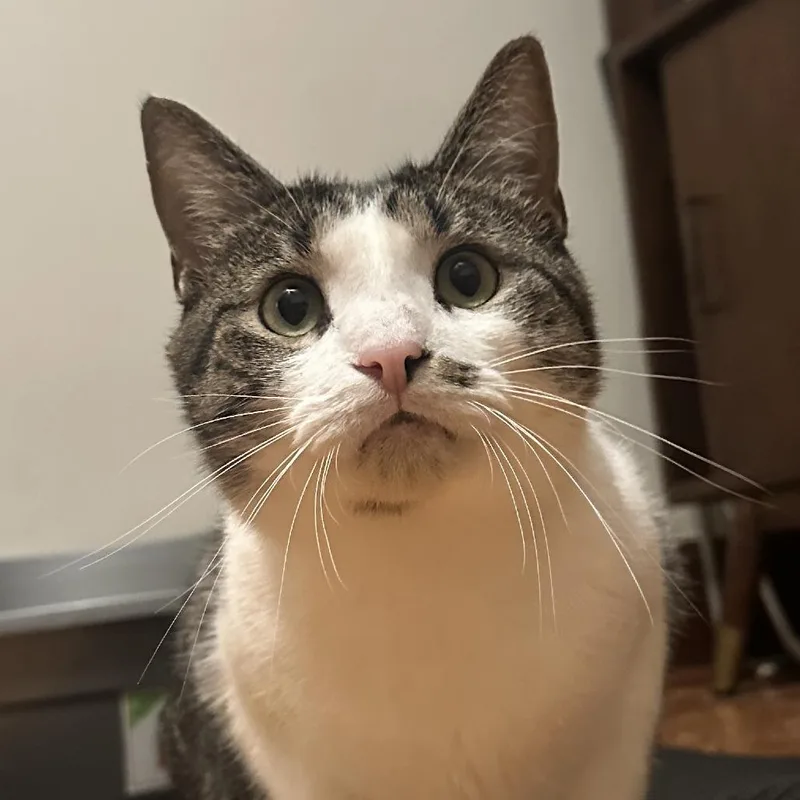 An adult large-sized male Brown / Chocolate Domestic Short Hair cat named Shaggy for adoption in St. Louis, MO