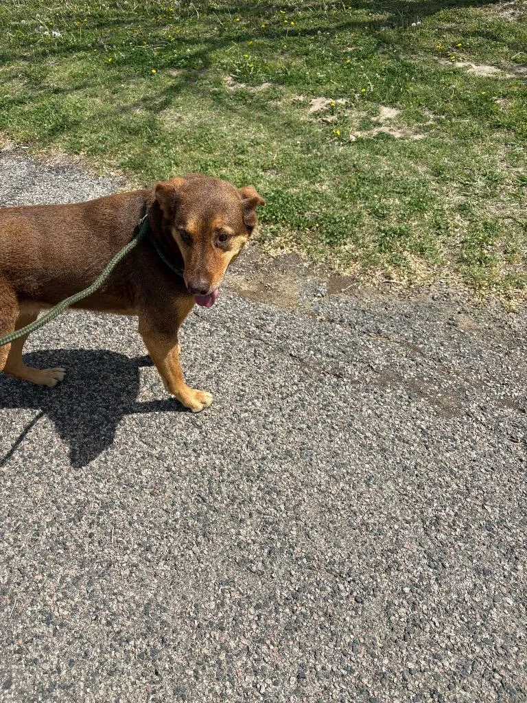 An adult medium-sized female Labrador Retriever dog named Ivory for adoption in Ada, OK